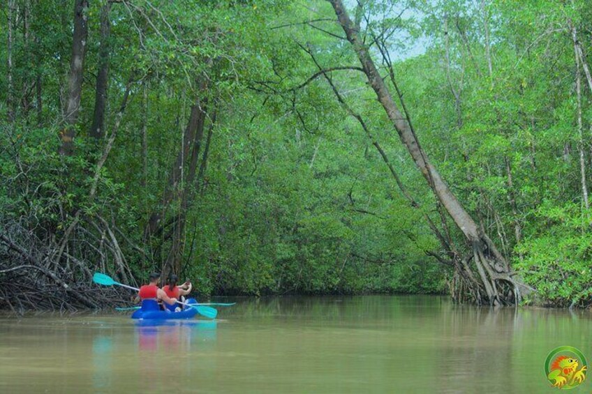 Mangrove Damas Island Kayak Tours