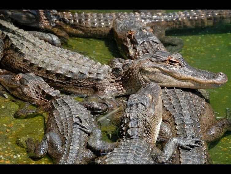  Everglade National Park and Airboat Tour From North Miami Beach