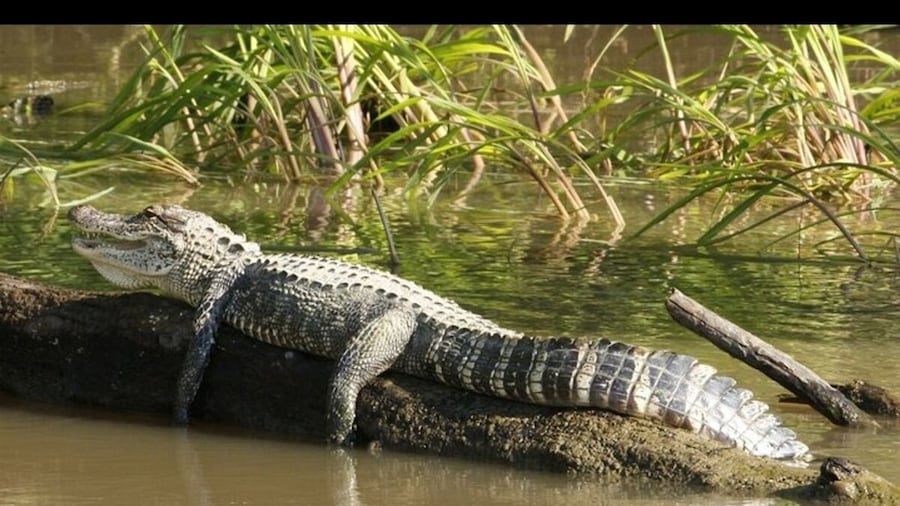 Everglades National Park & Airboat tour From Fontainebleau Hotel