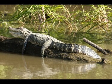 Everglades National Park & Airboat-tur fra Fontainebleau Hotel