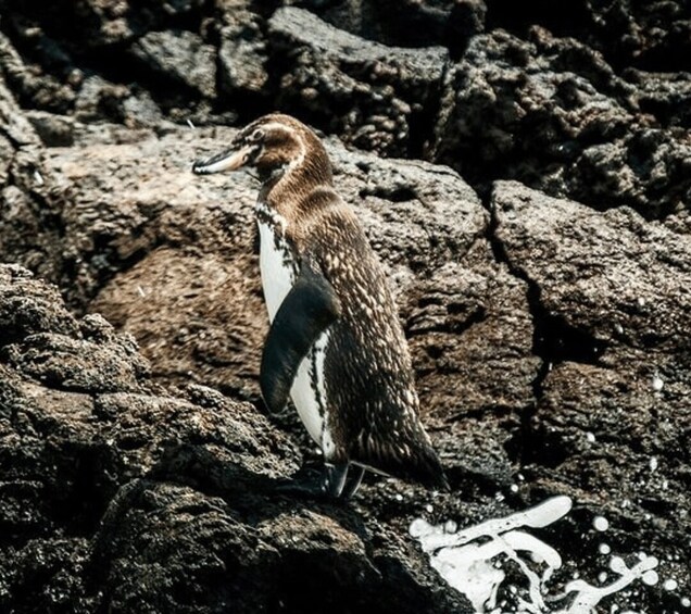 Picture 4 for Activity Full Day Bartolome Island & Sullivan Bay