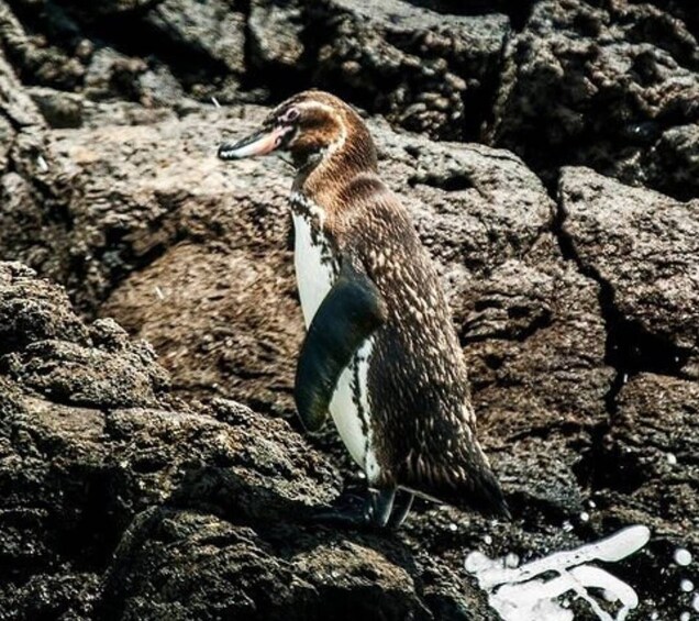 Picture 5 for Activity Full Day Bartolome Island & Sullivan Bay