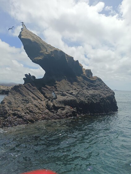 Picture 13 for Activity Full Day Bartolome Island & Sullivan Bay