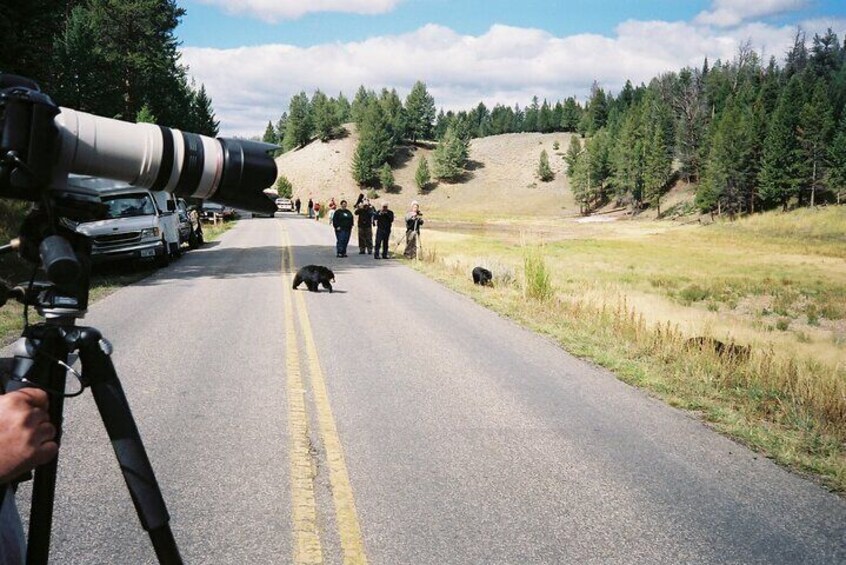 Tourists way too close to the bears.