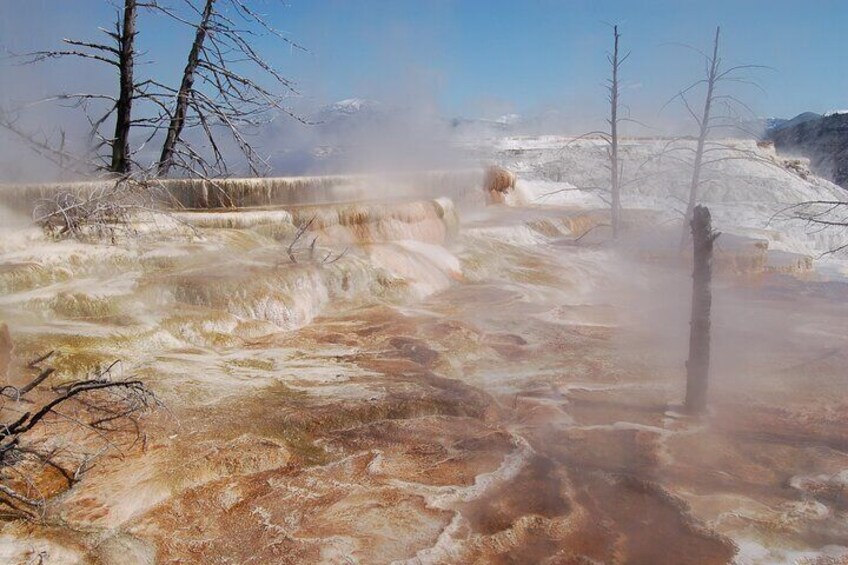 The terraces at Mammoth Hot Springs