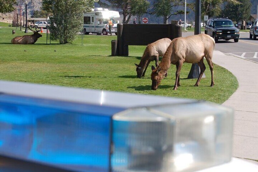 Elk at Mammoth Hot Springs