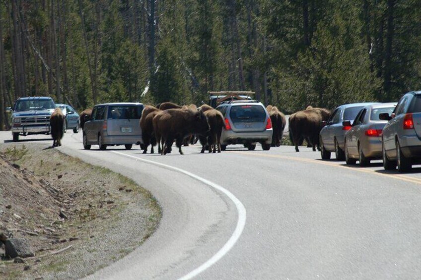 One of Yellowstone's famous buffalo jams!