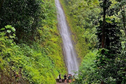 Private East Oahu Tour Featuring Manoa Falls Hike and Lookouts