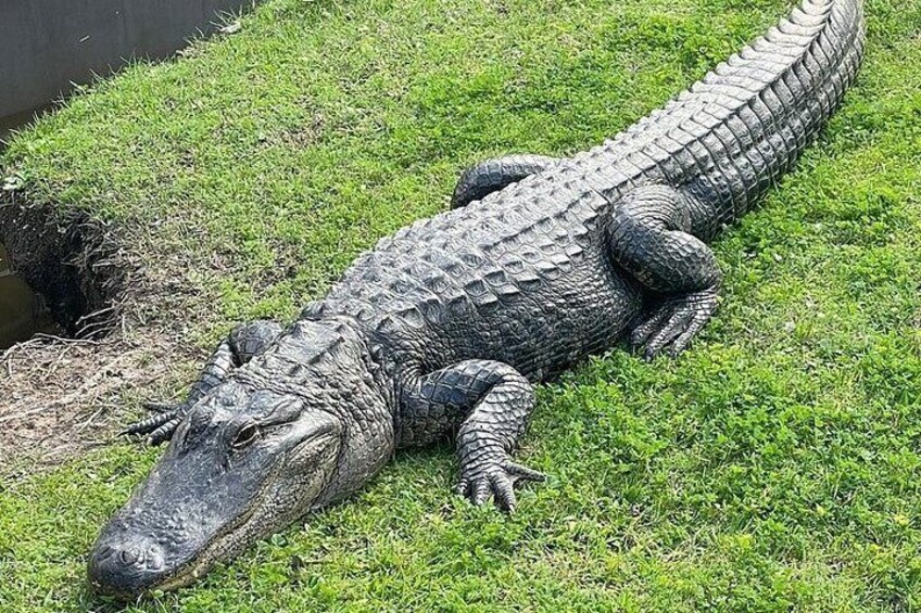 Full Day Plantation Swamp Tour in new orleans