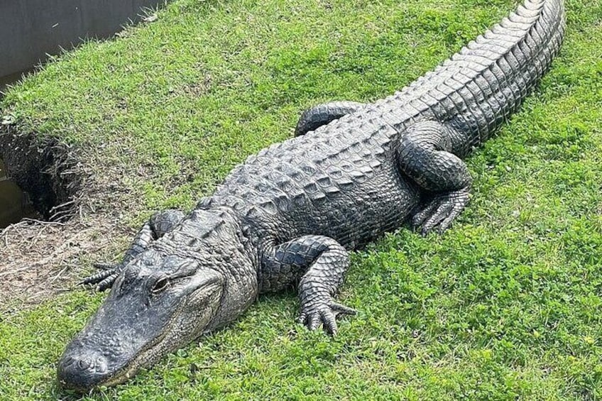 Full Day Plantation Swamp Tour in new orleans