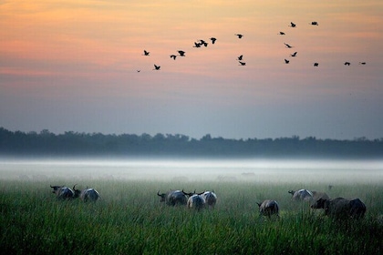 Kakadu National Park Full Day Tour - Yellow River Wildlife Cruise