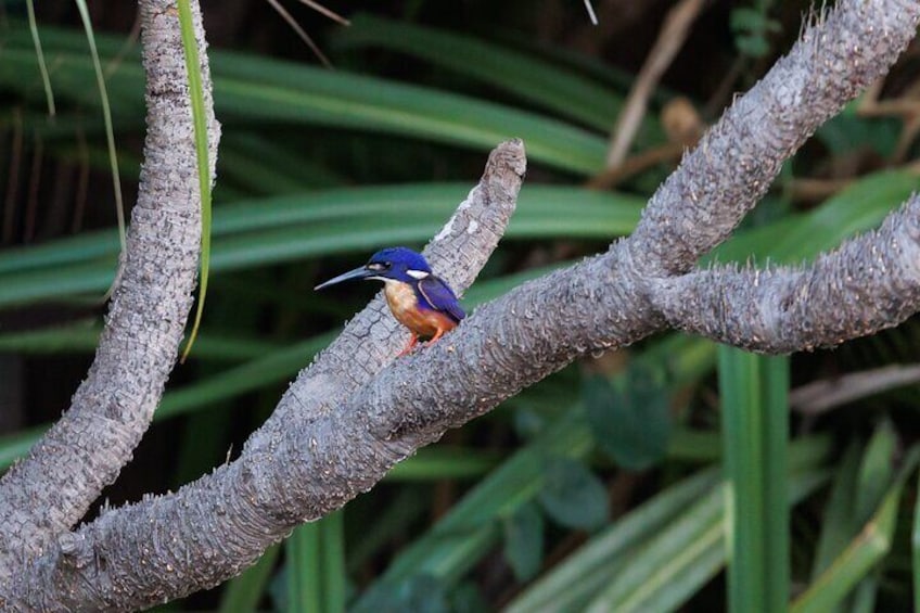 Kakadu National Park Full Day Tour - Yellow River Wildlife Cruise