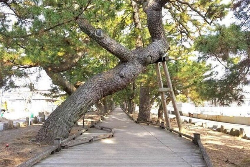 The approach to Miho Shrine is called the "Kami no Michi".