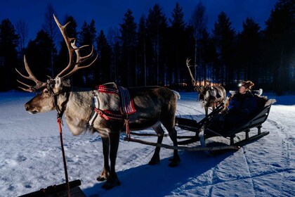 Rovaniemi: paseo nocturno en trineo con renos de Apukka