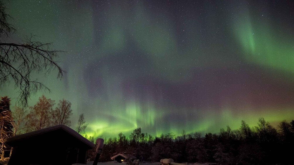 Picture 2 for Activity Rovaniemi: Apukka Reindeer Sleigh Ride at Night