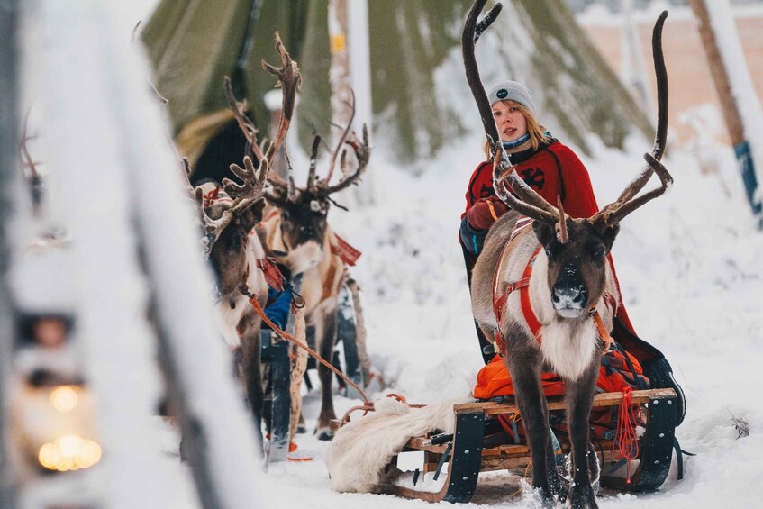 Picture 1 for Activity Rovaniemi: Apukka Reindeer Sleigh Ride at Night