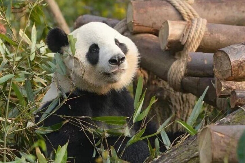 Thinking panda