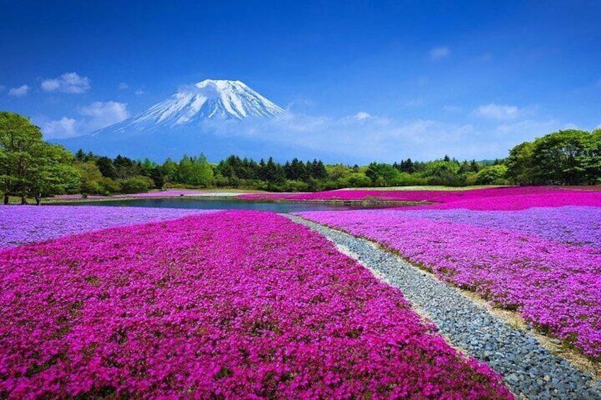 Mt Fuji Sightseeing Private tour with English-speaking Driver