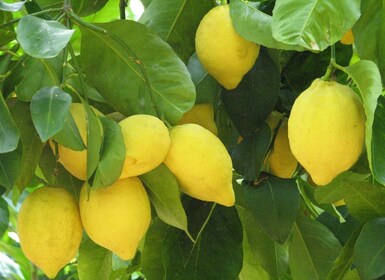 Sorrento: Citron-, olivenolie- og vinsmagningstur med frokost