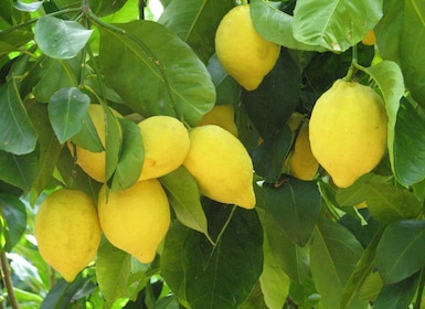 Sorrente : Dégustation de citron, d'huile d'olive et de vin excursion avec ...