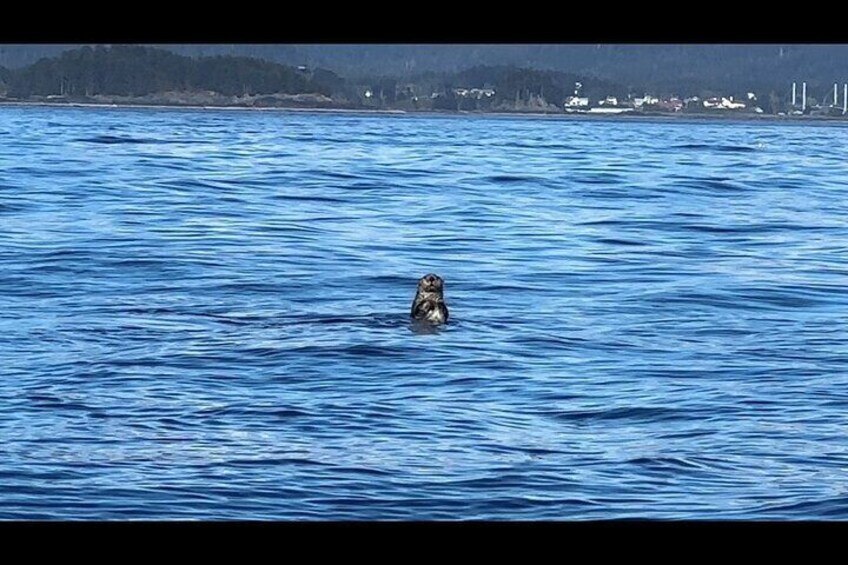 Sitka's Ultimate Wildlife Boat Tour