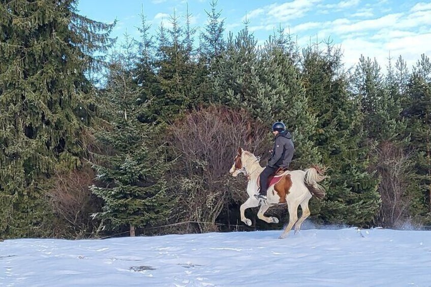 Horse Riding in the Rila Mountain