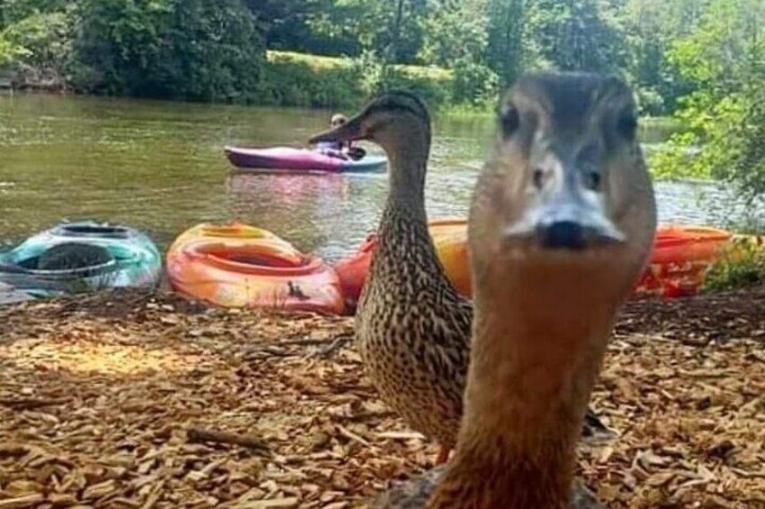Ducks!