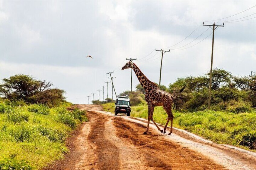 Day tour to Amboseli National Park and Maasai Village