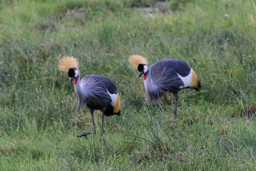 Day tour to Amboseli National Park and Maasai Village