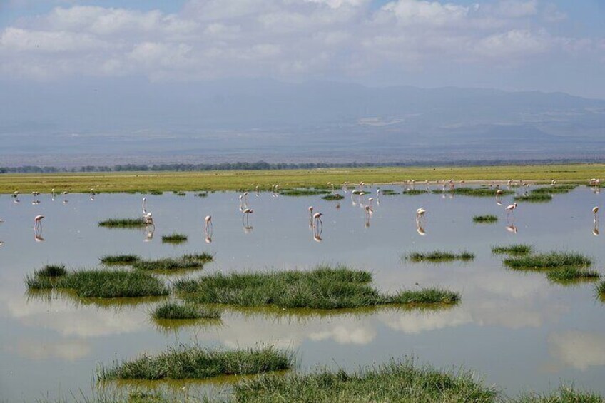 Day tour to Amboseli National Park and Maasai Village