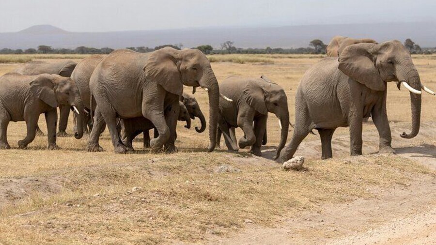 Day tour to Amboseli National Park and Maasai Village