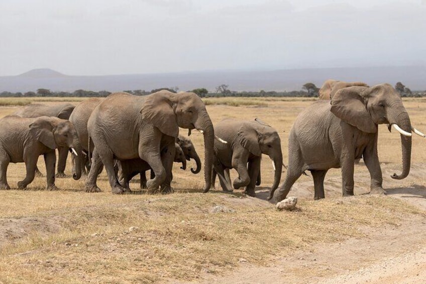 Day tour to Amboseli National Park and Maasai Village
