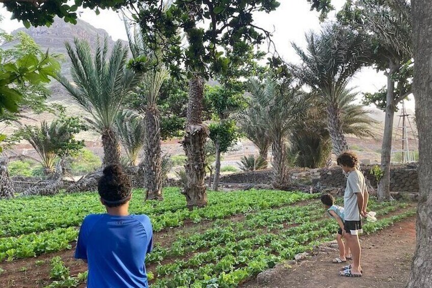 Visiting Farm at Calhau