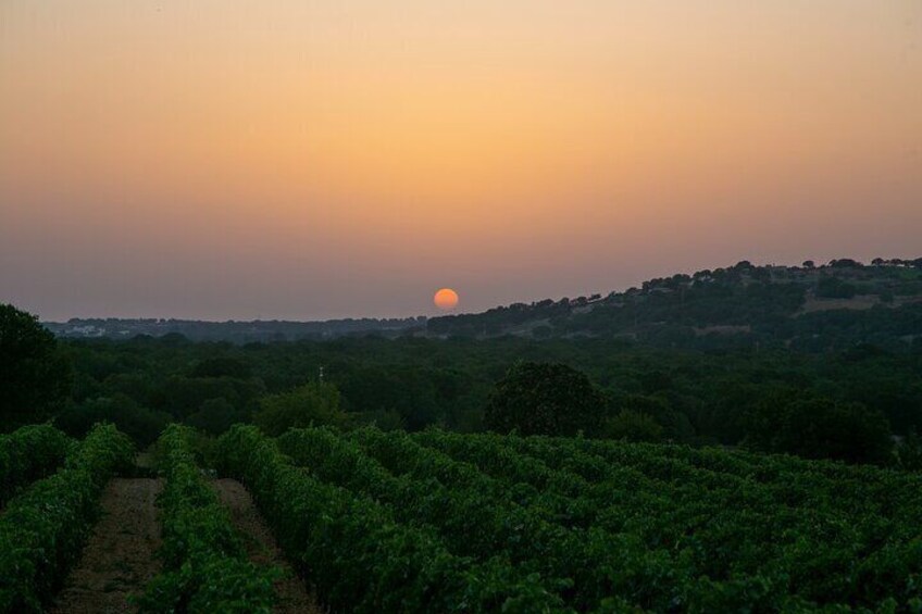 Dinner in the vineyard with wine tasting and walk