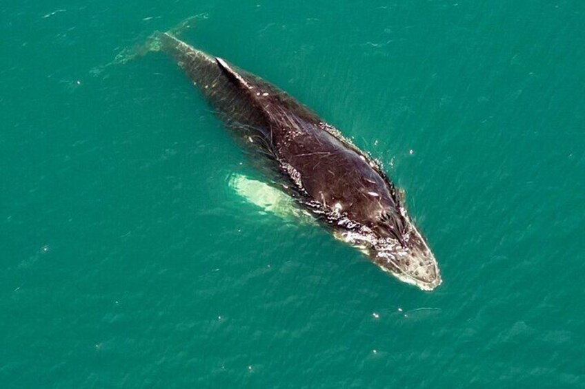 Whale Watching with Snorkeling and Fishing in Puerto Jiménez