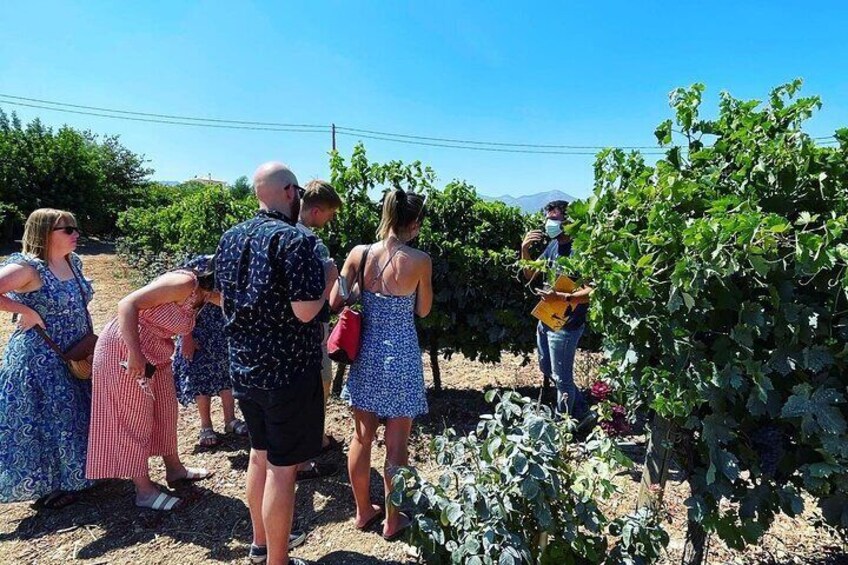 Athens Wine Tour with Wine Expert