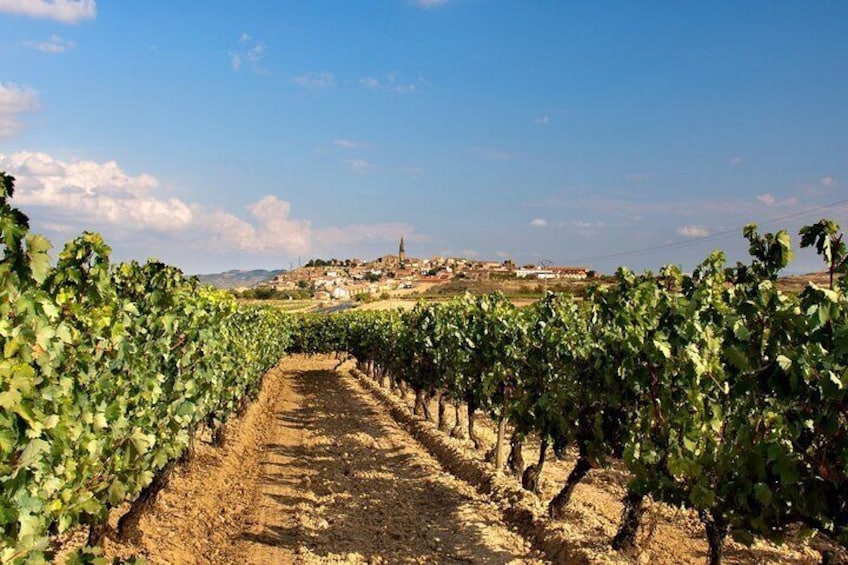 La Rioja Vineyards Private Tour from Bilbao(visit to 3 vineyards)