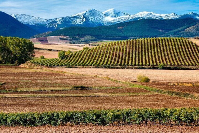La Rioja Vineyards Private Tour from Bilbao(visit to 3 vineyards)