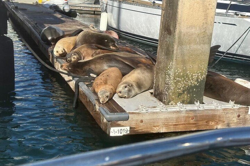 Sea Lion Excursion in Marina del Rey
