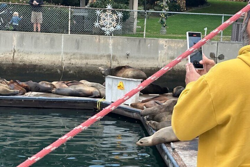 Sea Lion Excursion in Marina del Rey