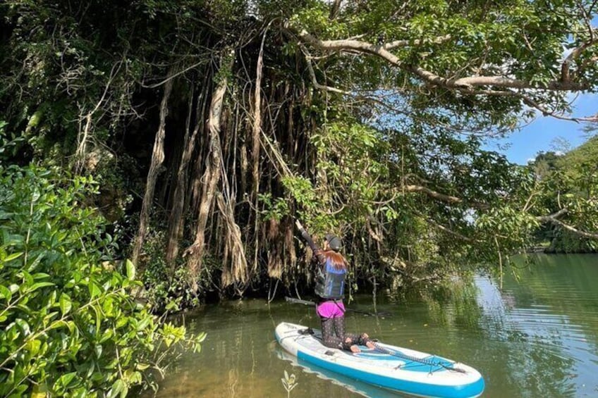 Mangrove SUP in Okinawa