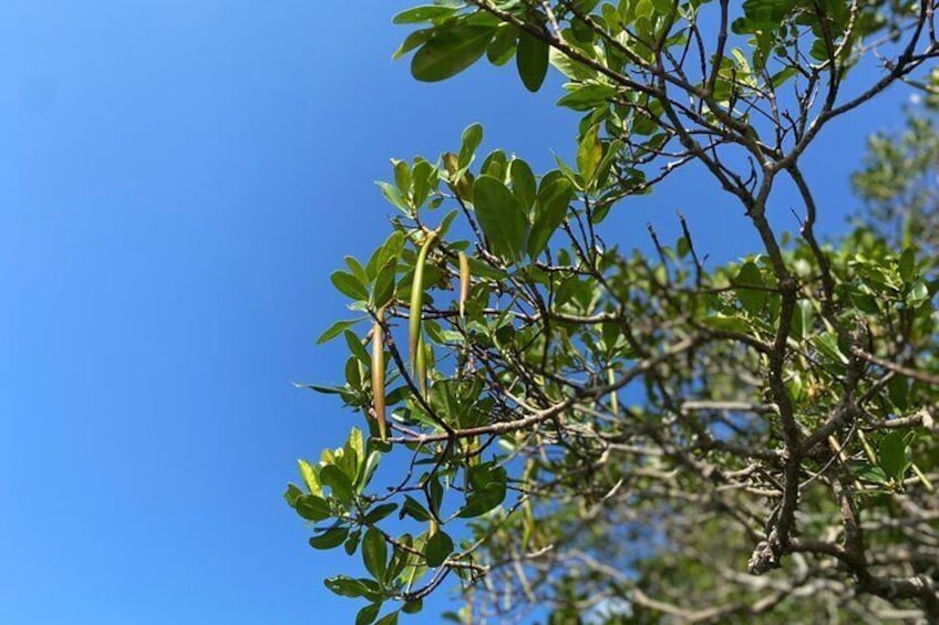 Mangrove SUP in Okinawa