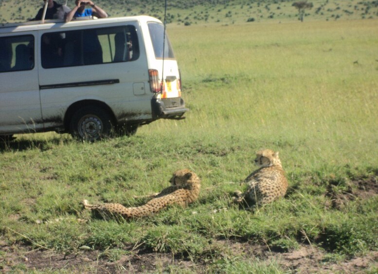 Picture 2 for Activity Tsavo National Parks 2-Day Safari from Mombasa and Diani