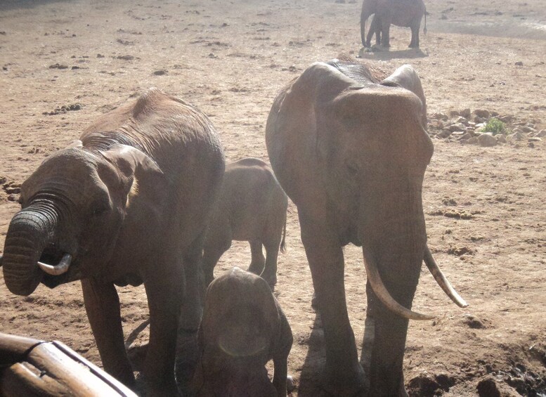 Picture 9 for Activity Tsavo National Parks 2-Day Safari from Mombasa and Diani