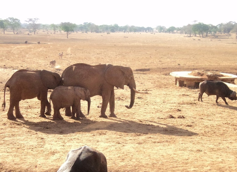 Picture 4 for Activity Tsavo National Parks 2-Day Safari from Mombasa and Diani