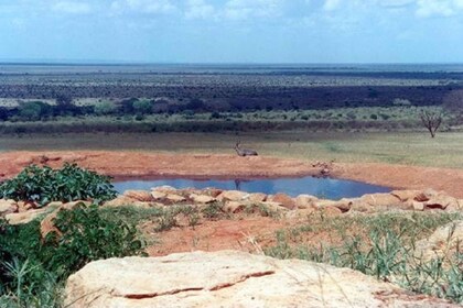 Tsavo National Parks 2-dages safari fra Mombasa og Diani