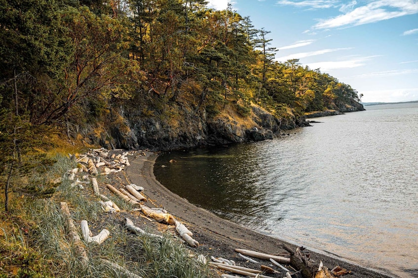 Picture 7 for Activity San Juan Island: 3-Hour Kayak Tour
