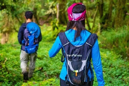 Self-Guided Walk in the Iral Cloud Forest Trails