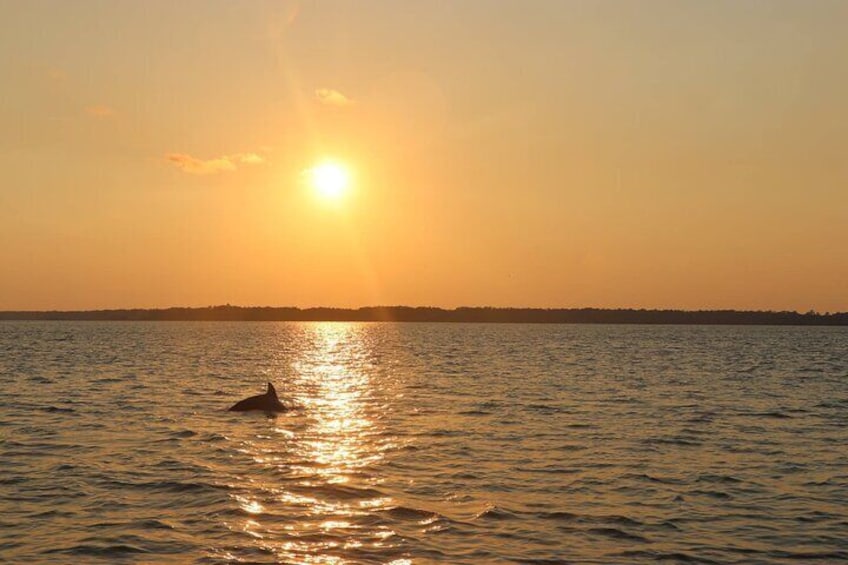 Sunset Dolphin Cruise in Hilton Head