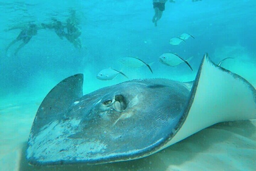 Private Snorkel in Reefs El Cielo Cozumel with Food and Drink